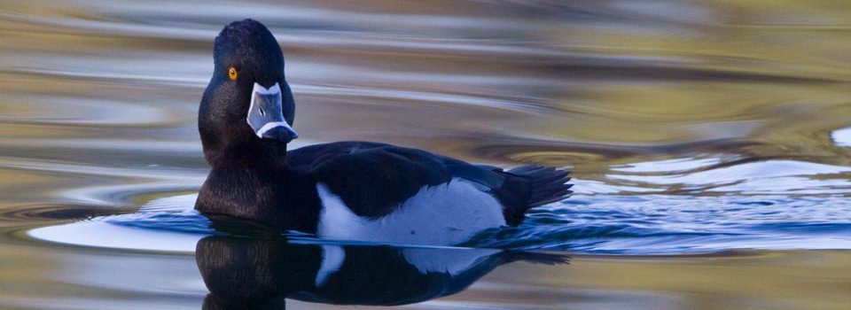 ring-necked-duck