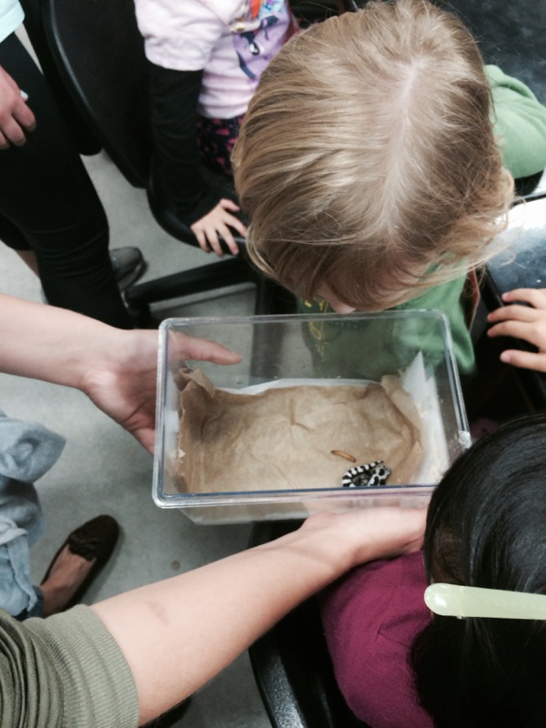 Child Looking at Marbled Salamander