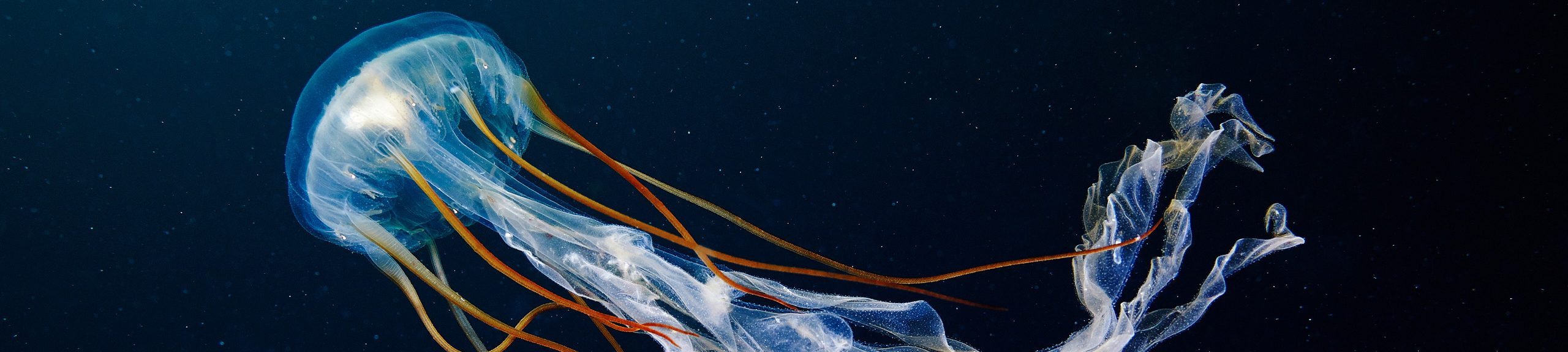 Scyphozoan-jellyfish-Chrysaora-spp-2