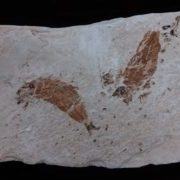Photo of Fossil Fish